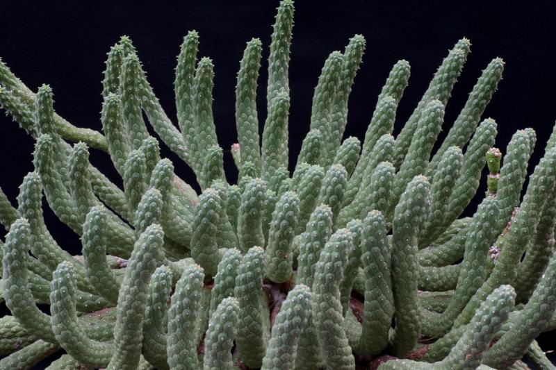 Euphorbia inermis 