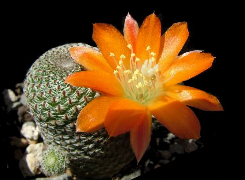 Rebutia heliosa R314