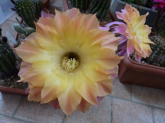 echinopsis cv. el capitan