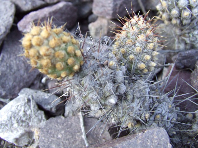Tephrocactus  
