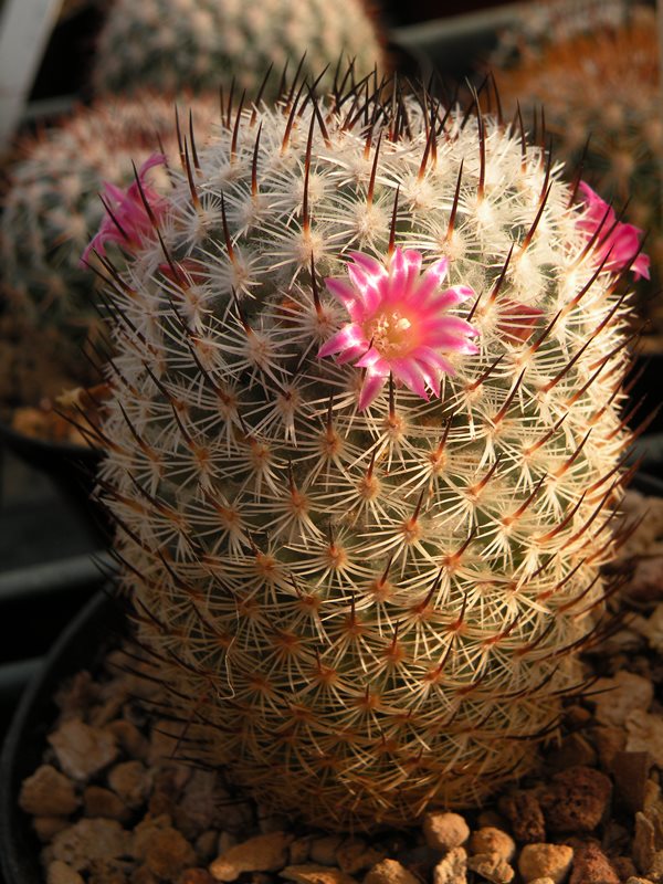 Mammillaria elegans ROG 123