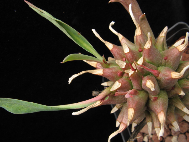 Euphorbia leistneri 