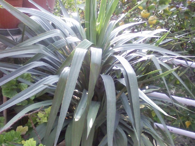 Yucca elephantipes 