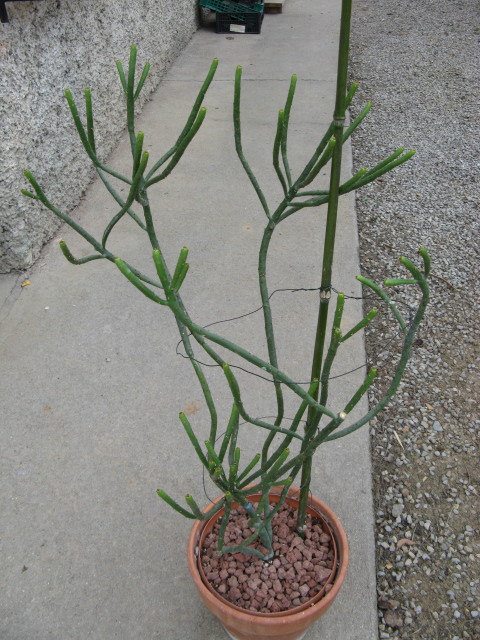 Euphorbia leucodendron 