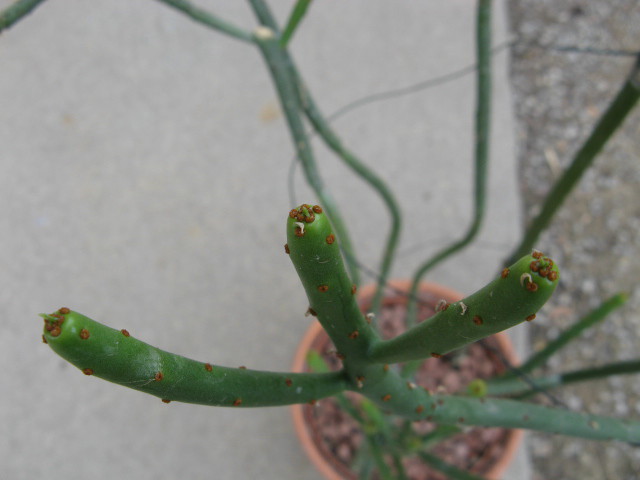 Euphorbia leucodendron 