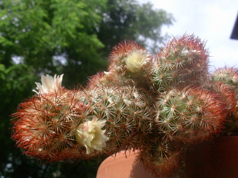 Mammillaria elongata 