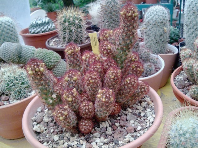 Mammillaria elongata 