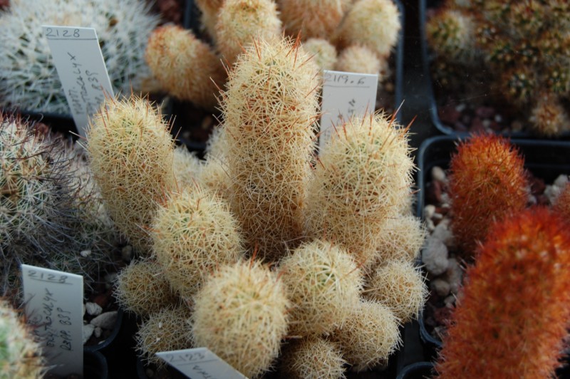 Mammillaria elongata FO 45