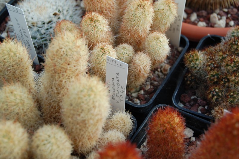 Mammillaria elongata FO 45