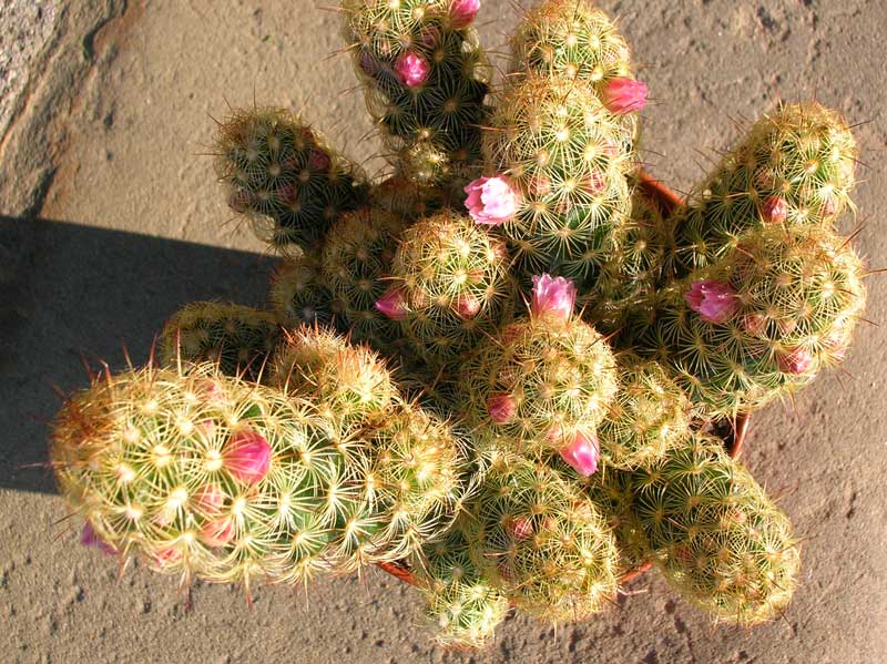 Mammillaria elongata 