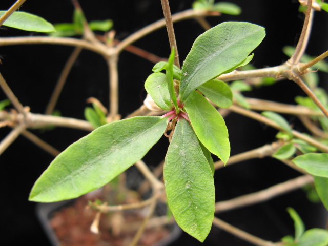Euphorbia mahabobokensis 