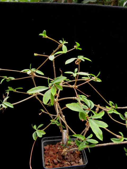 Euphorbia mahabobokensis 