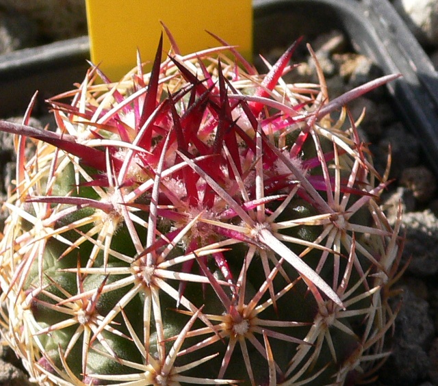 Echinomastus johnsonii f. lutescens 