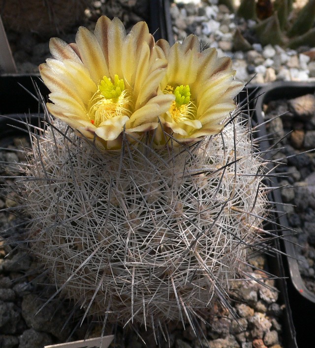 Echinomastus mariposensis 