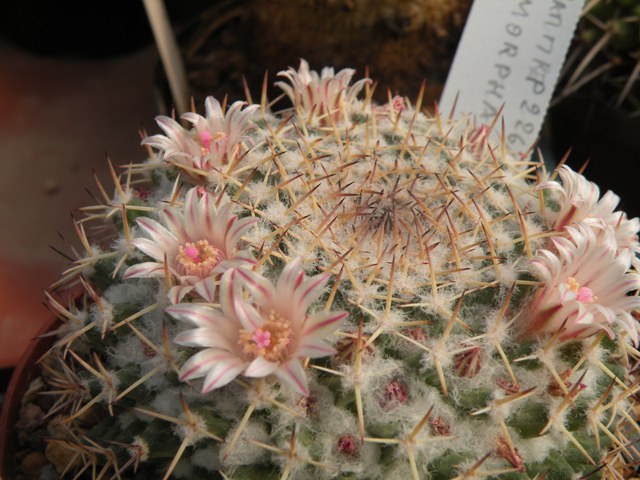 Mammillaria eumorpha repp 2264