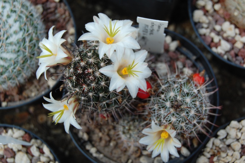 Mammillaria hutchisoniana ssp. louisae 