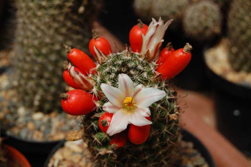 Mammillaria hutchisoniana ssp. louisae 