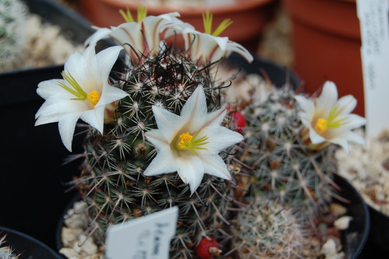 Mammillaria hutchisoniana ssp. louisae 