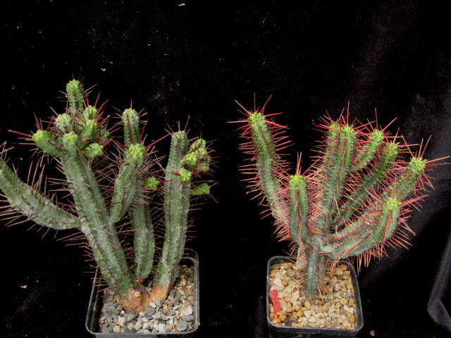 Euphorbia enopla 