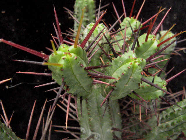 Euphorbia enopla 