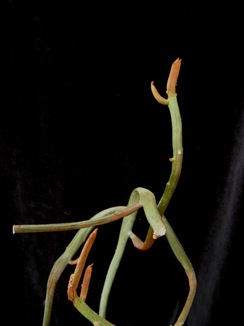 Euphorbia enterophora 