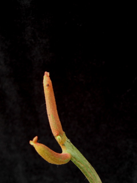 Euphorbia enterophora 