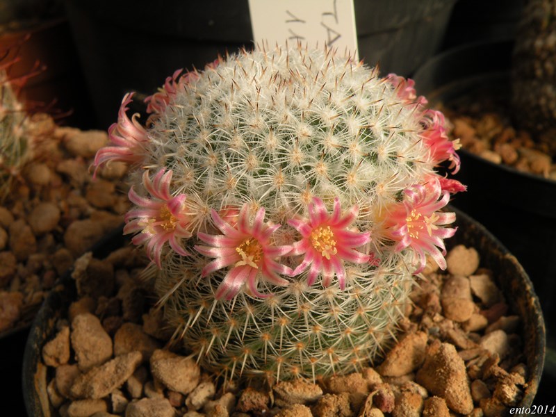 Mammillaria supertexta FO1