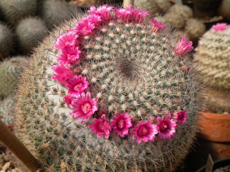 Mammillaria brauneana 