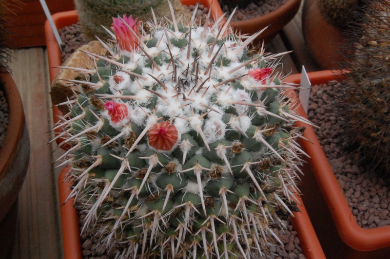 Mammillaria bernalensis PAN 319