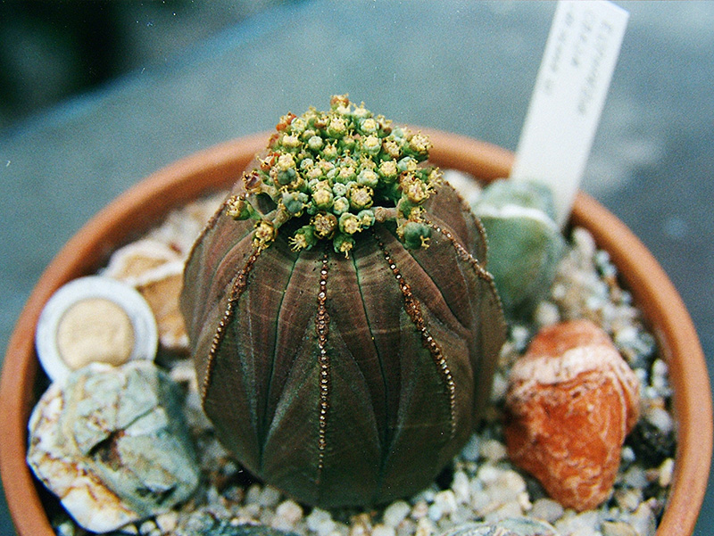 Euphorbia obesa 