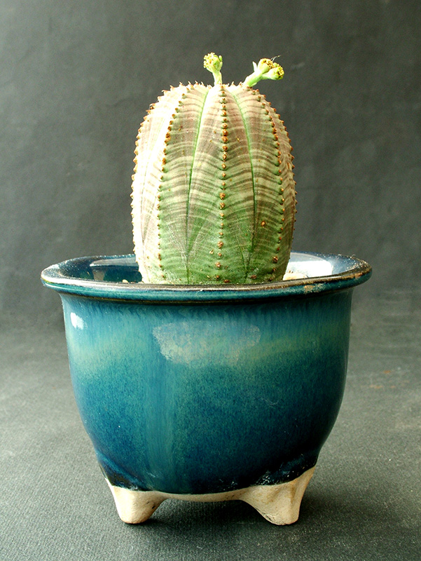 Euphorbia obesa 