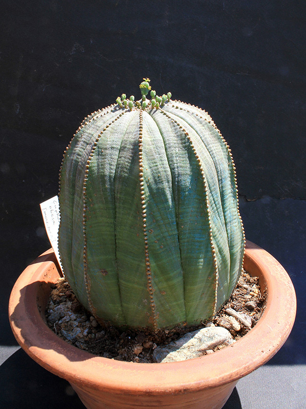 Euphorbia obesa 