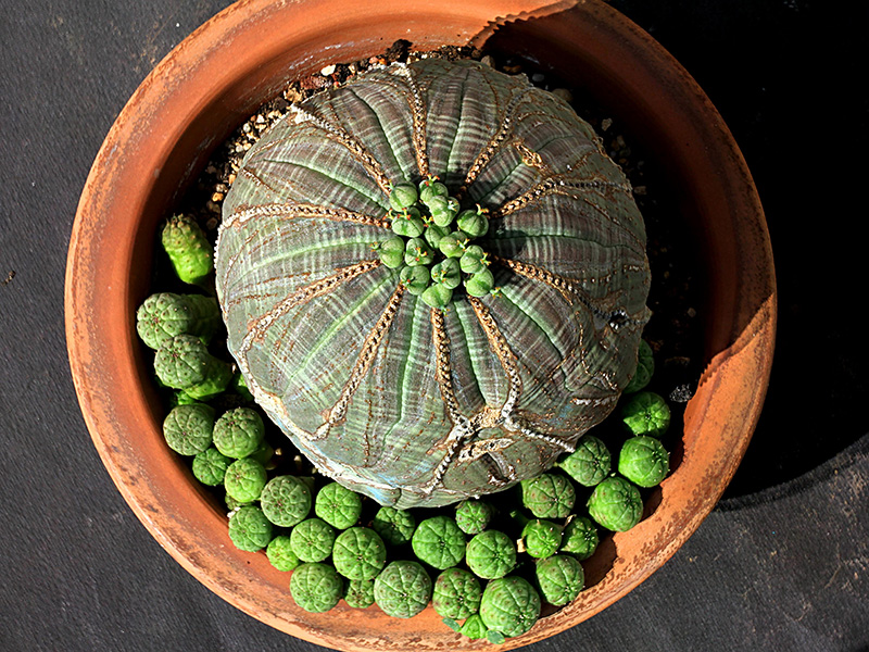 Euphorbia obesa 