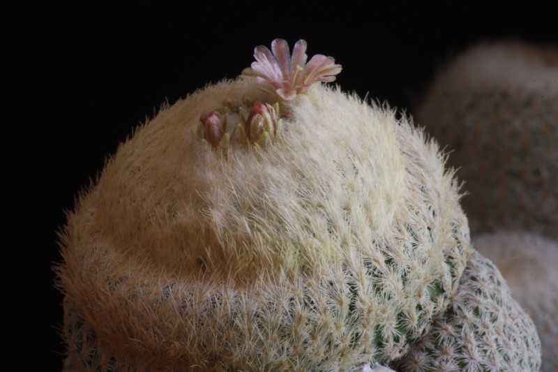Epithelantha bokei 