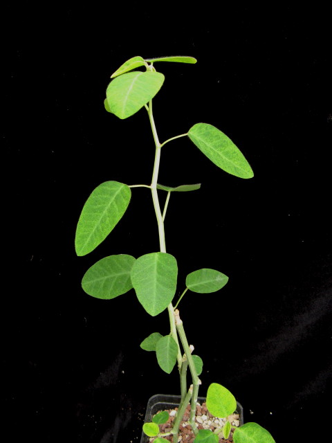 Euphorbia ephedromorpha 