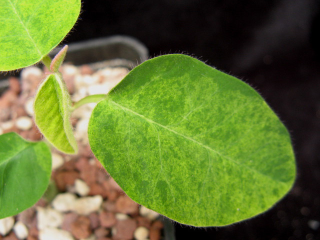 Euphorbia ephedromorpha 