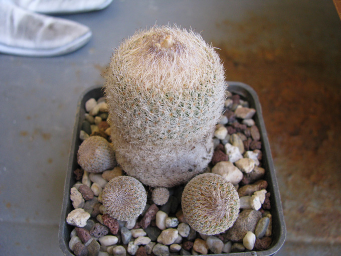 Epithelantha micromeris v. rufispina 