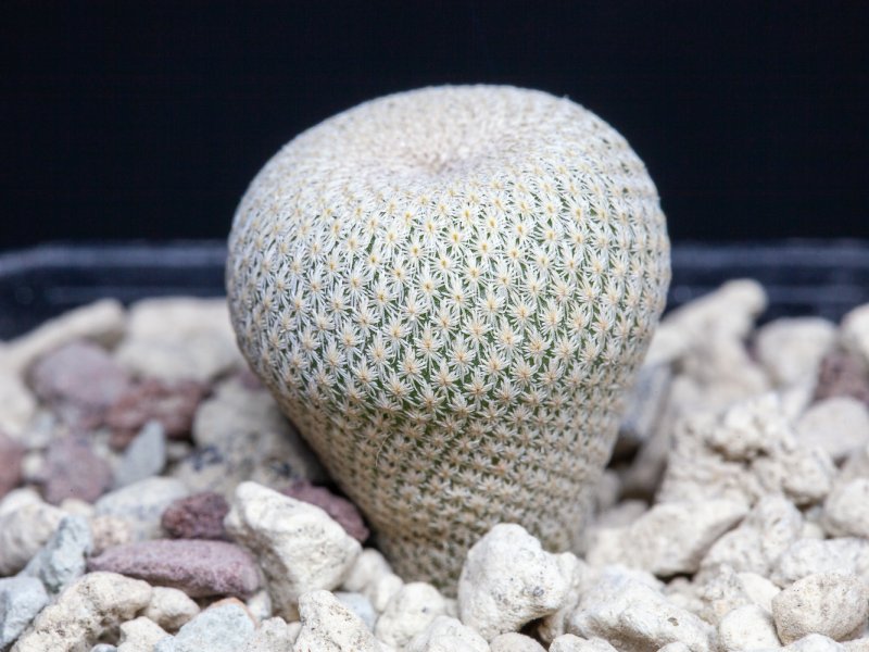 Epithelantha bokei 