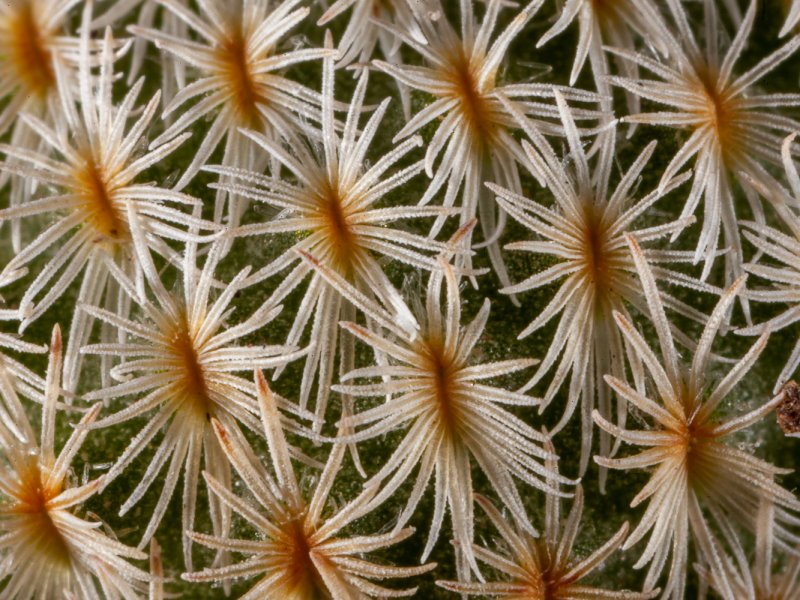 Epithelantha greggii 