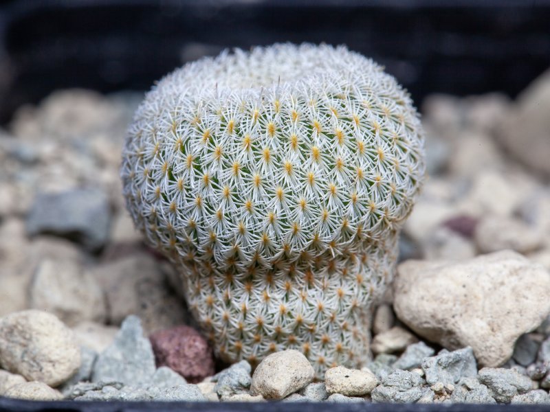 Epithelantha greggii 