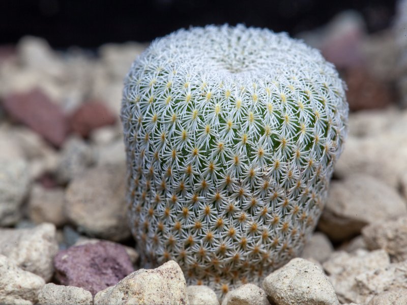 Epithelantha sp. 