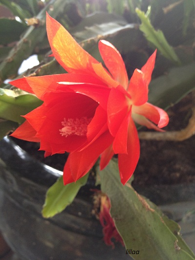 Epiphyllum ackermannii 