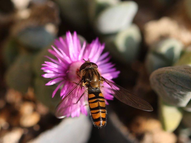 antimima turneriana