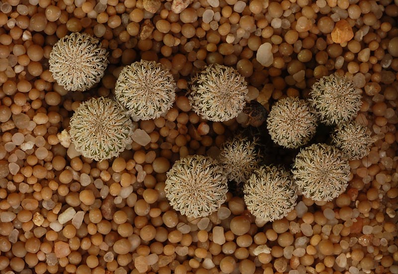 Epithelantha micromeris 