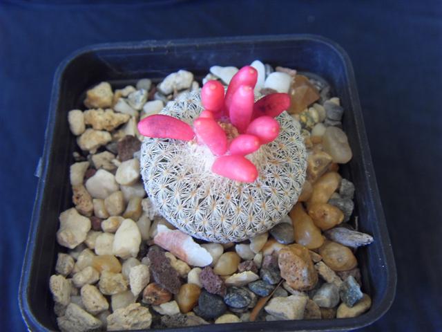 Epithelantha bokei HK 168