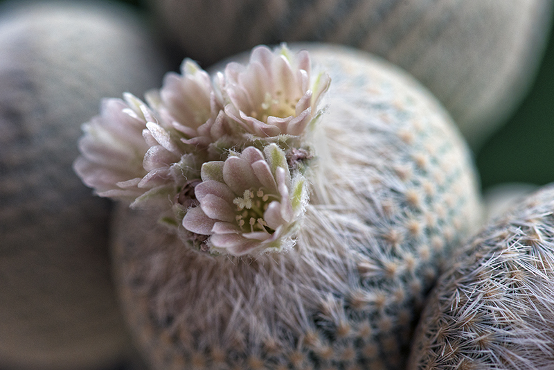 Epithelantha bokei 