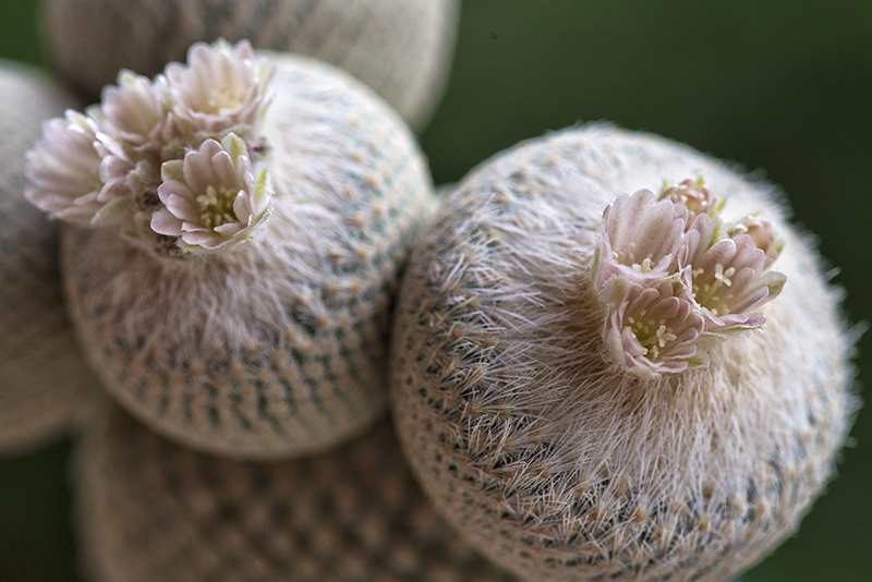 Epithelantha bokei 