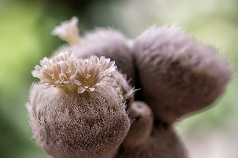 Epithelantha bokei 