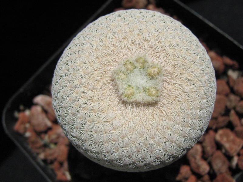 Epithelantha bokei 