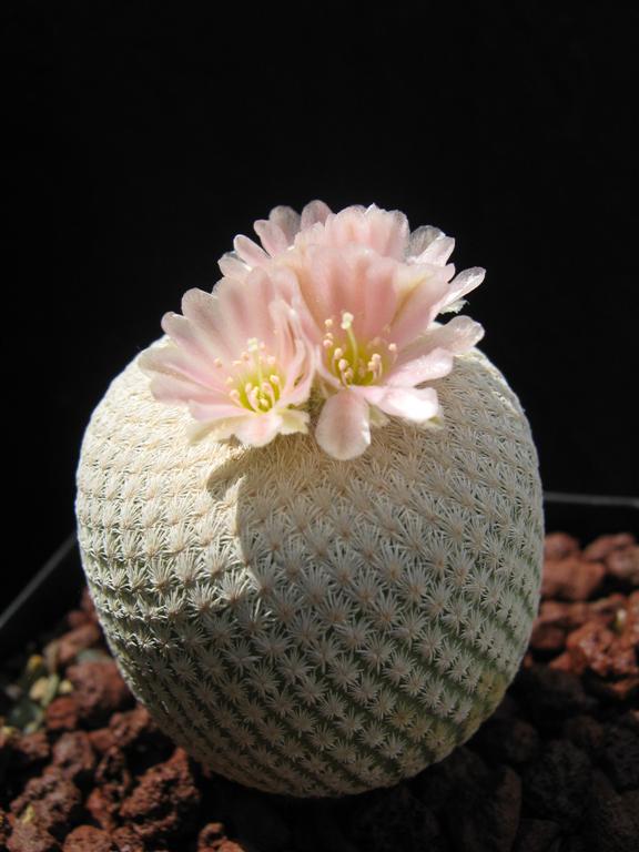 Epithelantha bokei 